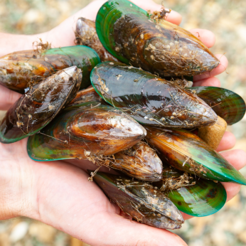 Mussels